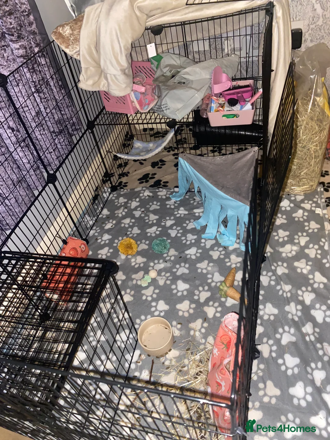 Guinea Pig rodents for sale: 2 male bonded Guinea pig and cage and accessories  - Advert 4