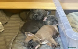 French Bulldog dogs for sale: Adorable French Bulldog Puppies in Barking - Image 11