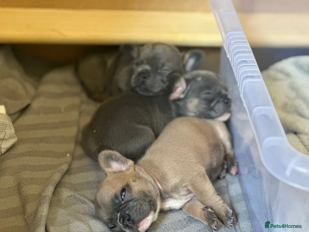 French Bulldog dogs for sale: Adorable French Bulldog Puppies in Barking - Image 11