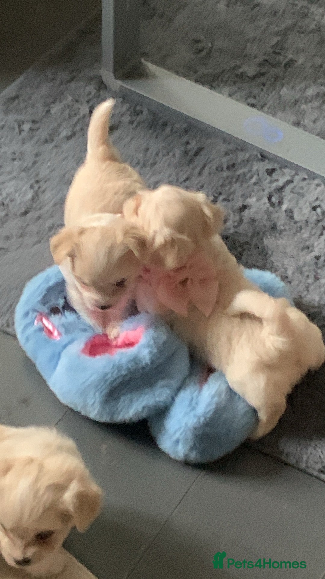 Mixed Breed dogs for sale: Malchi puppies  - Image 5