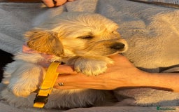 Golden Retriever dogs for sale: Outstanding Golden Retriever Puppies - Image 7