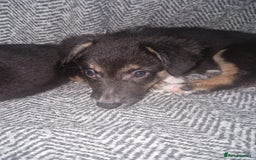 Border Collie dogs for sale: Stunning little litter of border collies  - Image 3