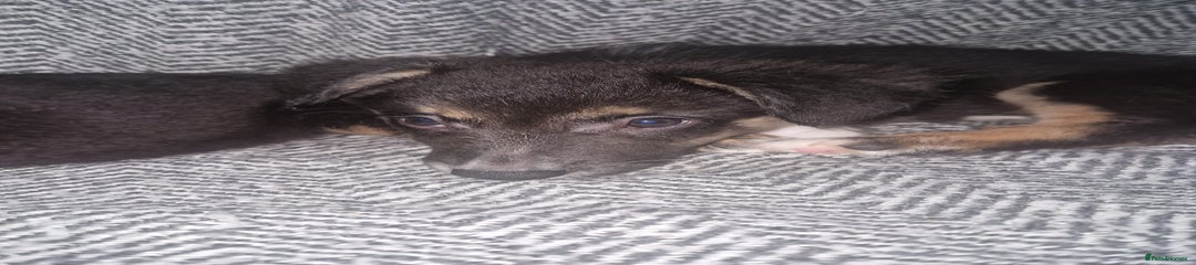 Border Collie Puppy 2