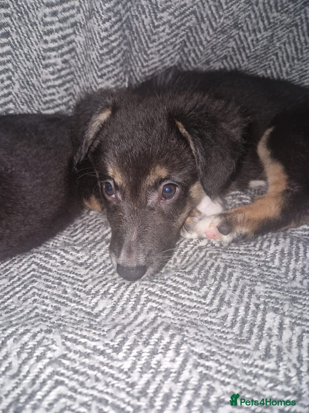 Border Collie dogs for sale: Stunning little litter of border collies  - Image 3