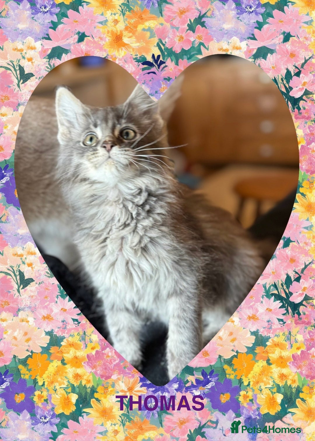Maine Coon cats for sale: Ready NOW! TICA splendid Maine Coon - Image 31