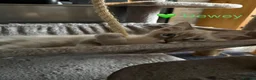 Ragdoll cats for sale: GCCF Registered - 1 Blue Tabby boy remaining - Advert 14