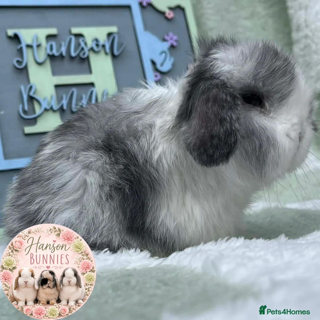 Mini Lop rabbits for sale: Lovely Litter Of Mini Lops - Advert 2