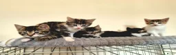 Mixed Breed cats for sale: Adorable Kittens for sale - Advert 7