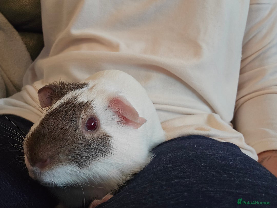 Guinea Pig rodents for sale: Neutered boy guinea pig - Image 2