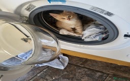 Siberian cats for sale: Siberian kittens - Image 7