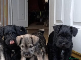 Miniature Schnauzer dogs - Advert 5