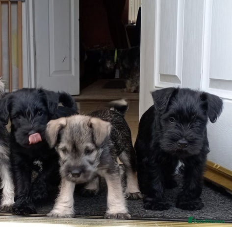 Miniature Schnauzer dogs - Advert 6