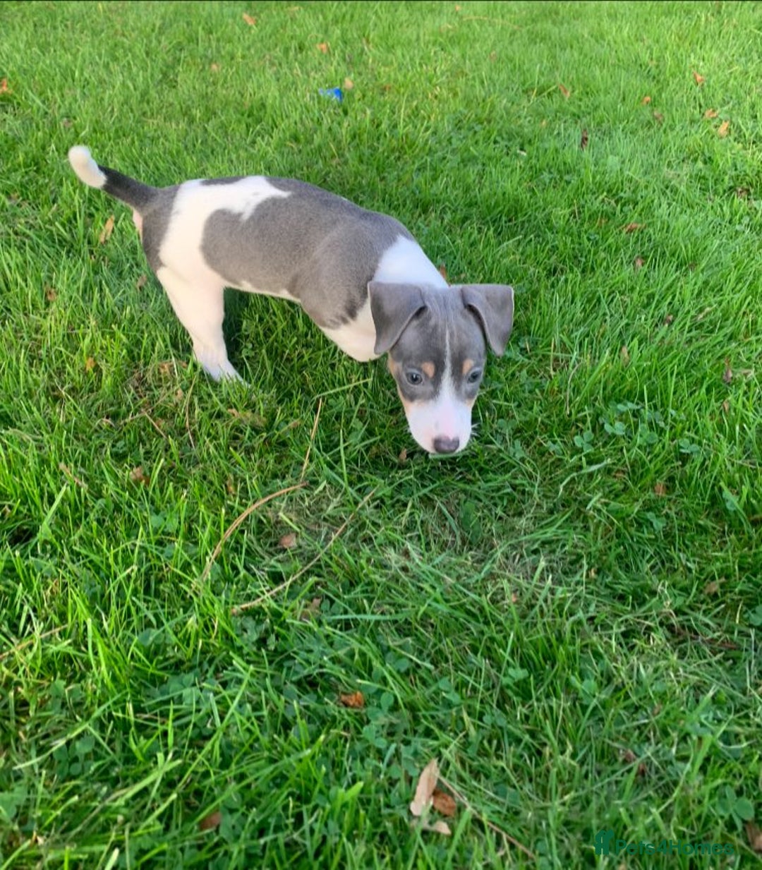 Jack Russell dogs for sale: Traditional Jack Russell's for sale - Image 9