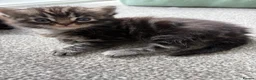 Ragdoll cats for sale: Ragdoll/Cherubim blue eyed kittens in Hinckley - Advert 11