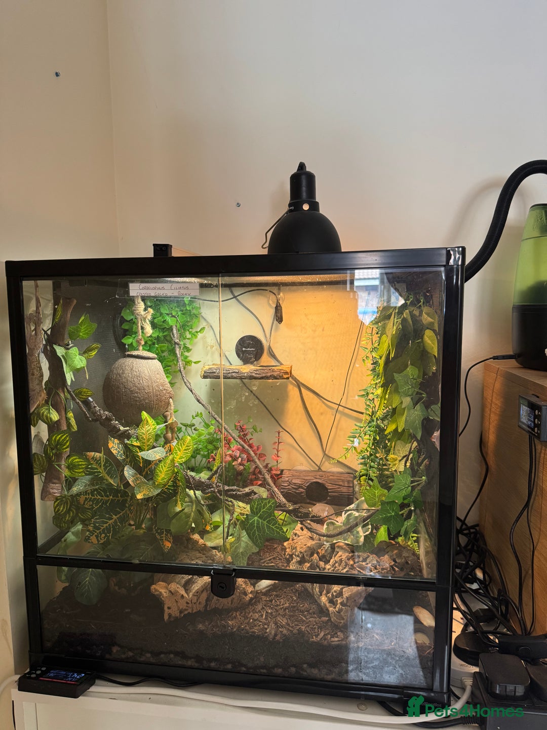 Gecko reptiles for sale: Crested Gecko w/ full setup *collection only* - Image 4
