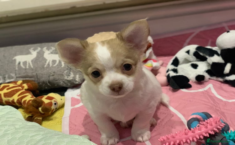 Chihuahua dogs - Advert 17