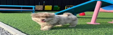 Rare lilac Merle chow chow male 4