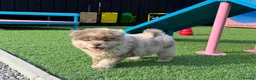 Chow Chow dogs for sale: Exotic colour male chow chow puppies for sale  - Advert 22