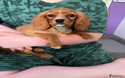 Cavalier King Charles Spaniel dogs for sale: Cavalier King Charles  - Image 2