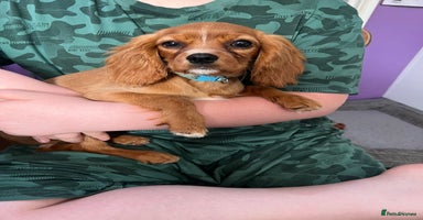 Cavalier King Charles Spaniel dogs - Advert 2