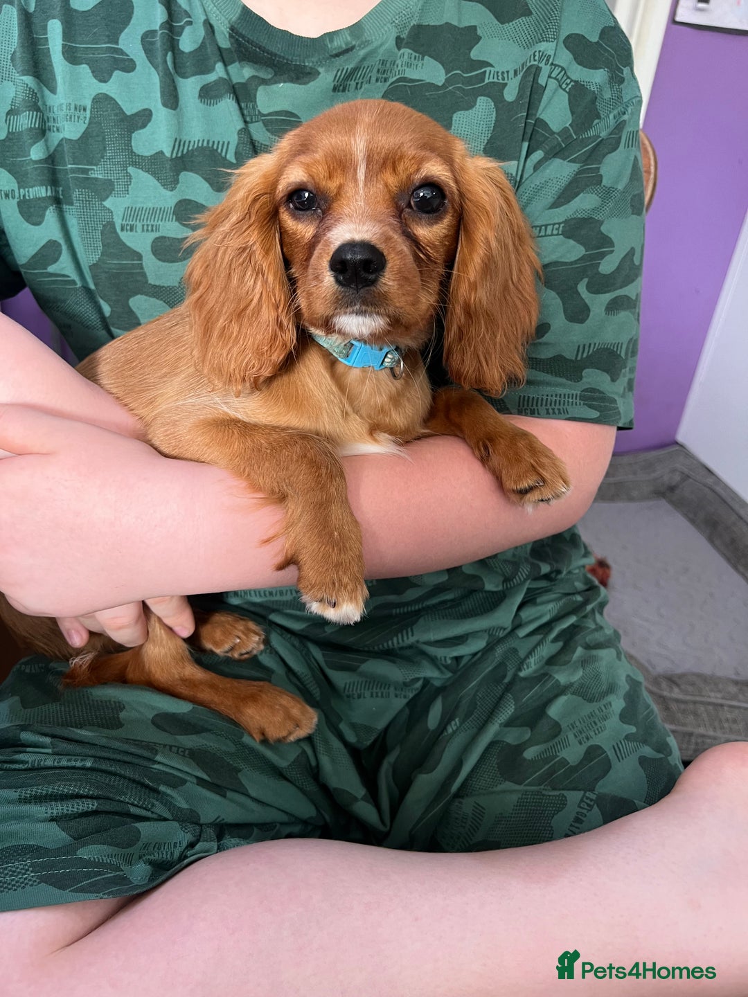 Cavalier King Charles Spaniel dogs for sale: Cavalier King Charles  - Image 2