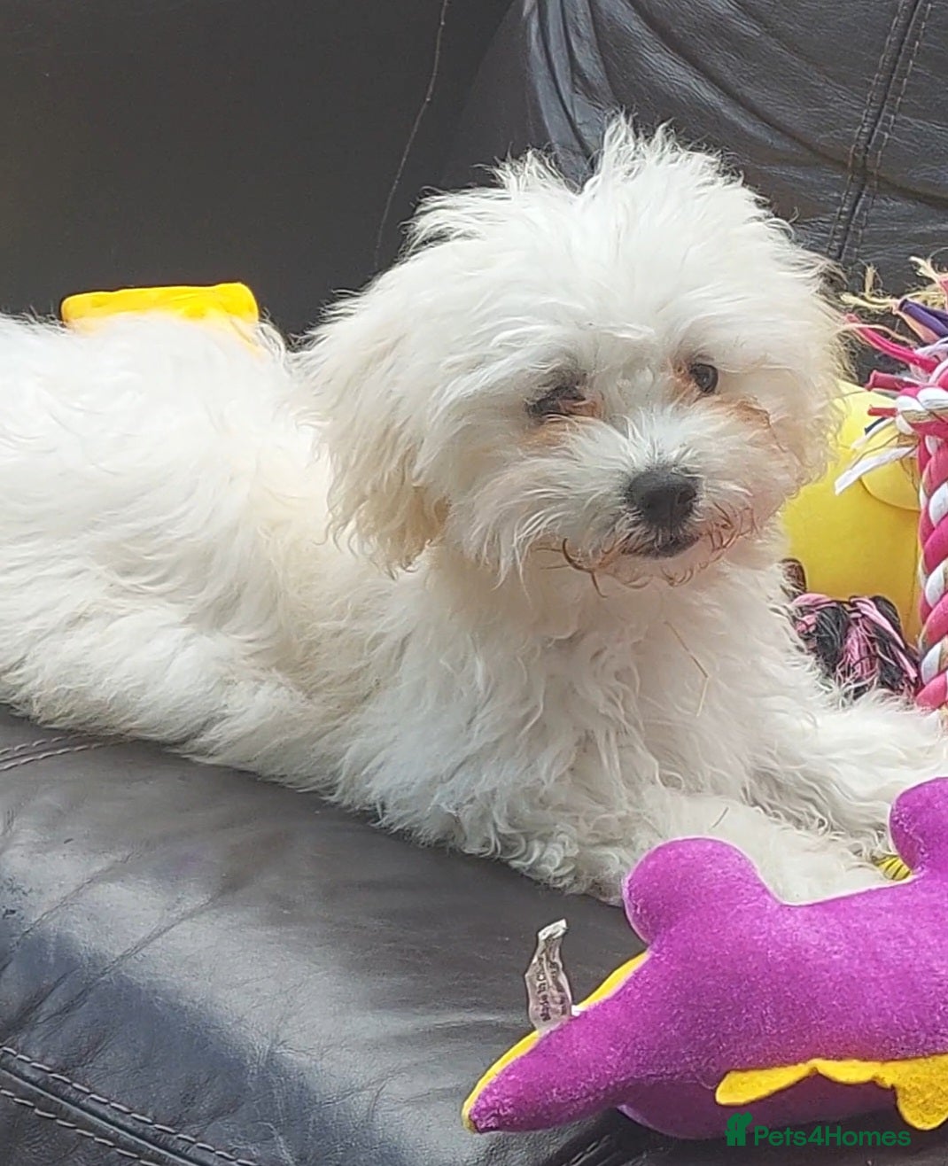 Bichon Frise dogs Female Bichon  Frise - Advert 2
