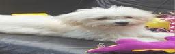 Bichon Frise dogs for sale: Female Bichon  Frise in Milton Keynes - Advert 1