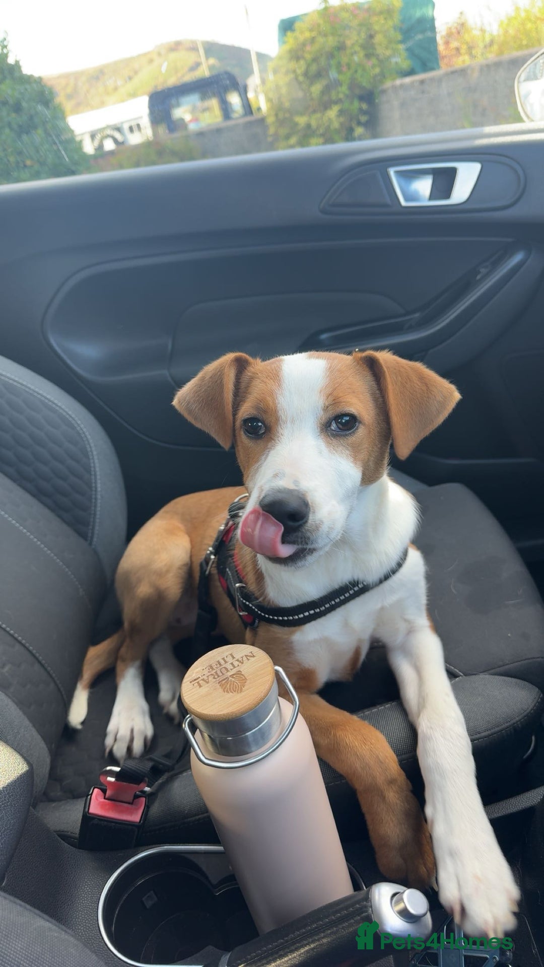 Mixed Breed dogs for sale: 2 lurchers - Image 5