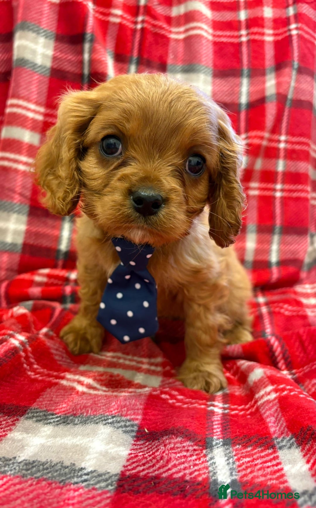 Cavalier King Charles Spaniel dogs for sale: Beautiful Cavalier King Charles babies ❤️ - Advert 24