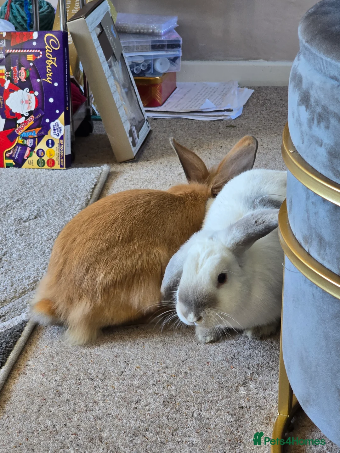 Mixed Breed rabbits for sale: 2x 6 month old female rabbits for sale in Preston - Advert 5