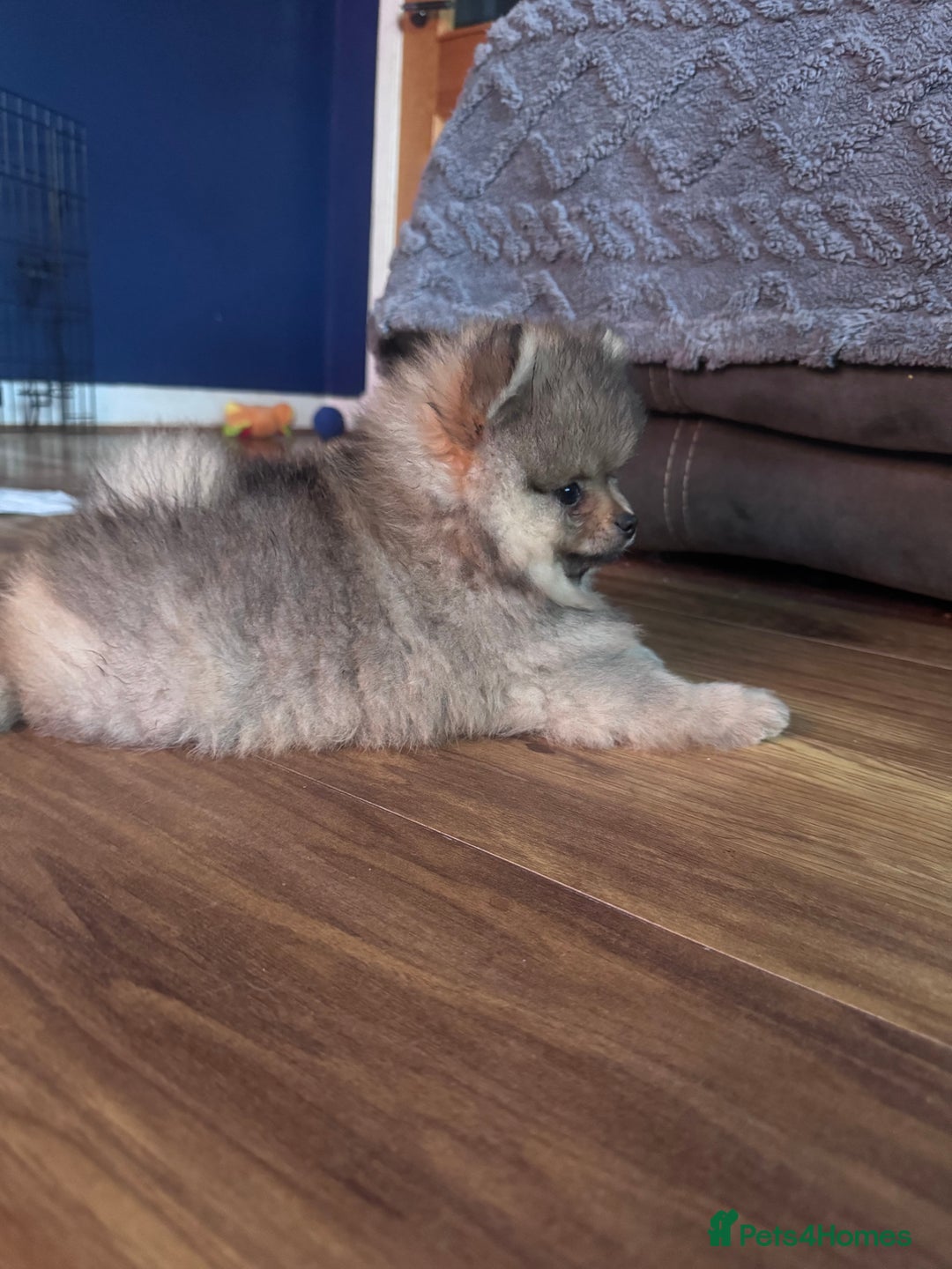 Pomeranian dogs for sale: 🏆 KC HEALTH TESTED POMERANIAN PUPPIES 🏆  - Image 20