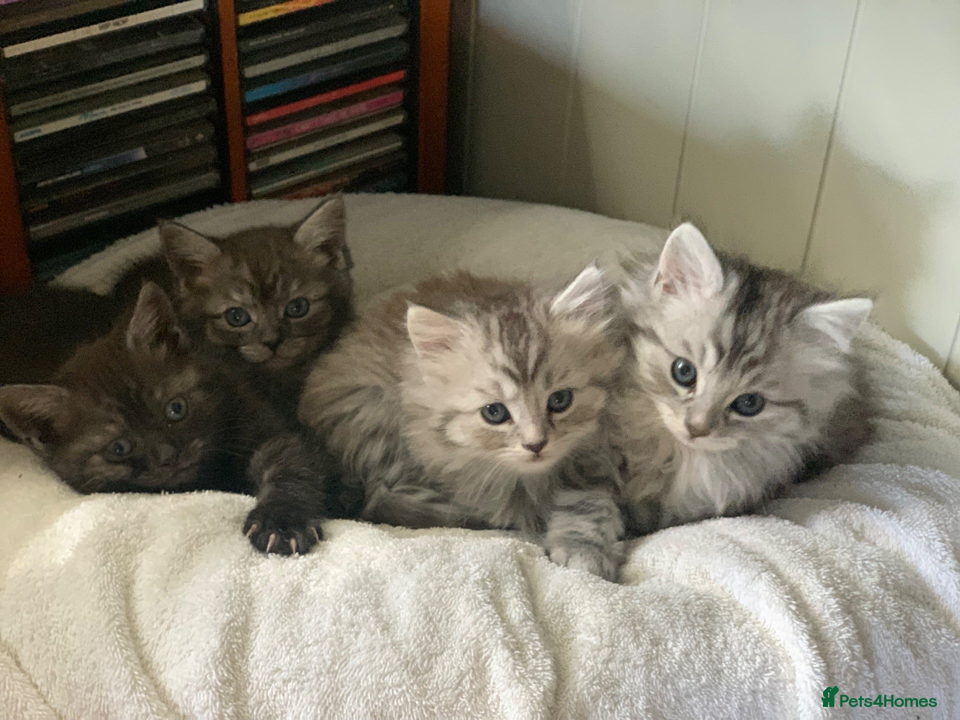 Mixed Breed cats for sale: Persian chinchilla mix kittens  - Advert 20
