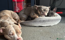 French Bulldog dogs for sale: Luna 1 year old Frenchie  - Image 3