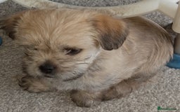 Maltipoo dogs for sale: Maltipoo - Image 16