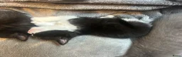 Ragdoll cats for sale: 3 x 1/2 Ragdoll Kittens  in Lancing - Advert 7