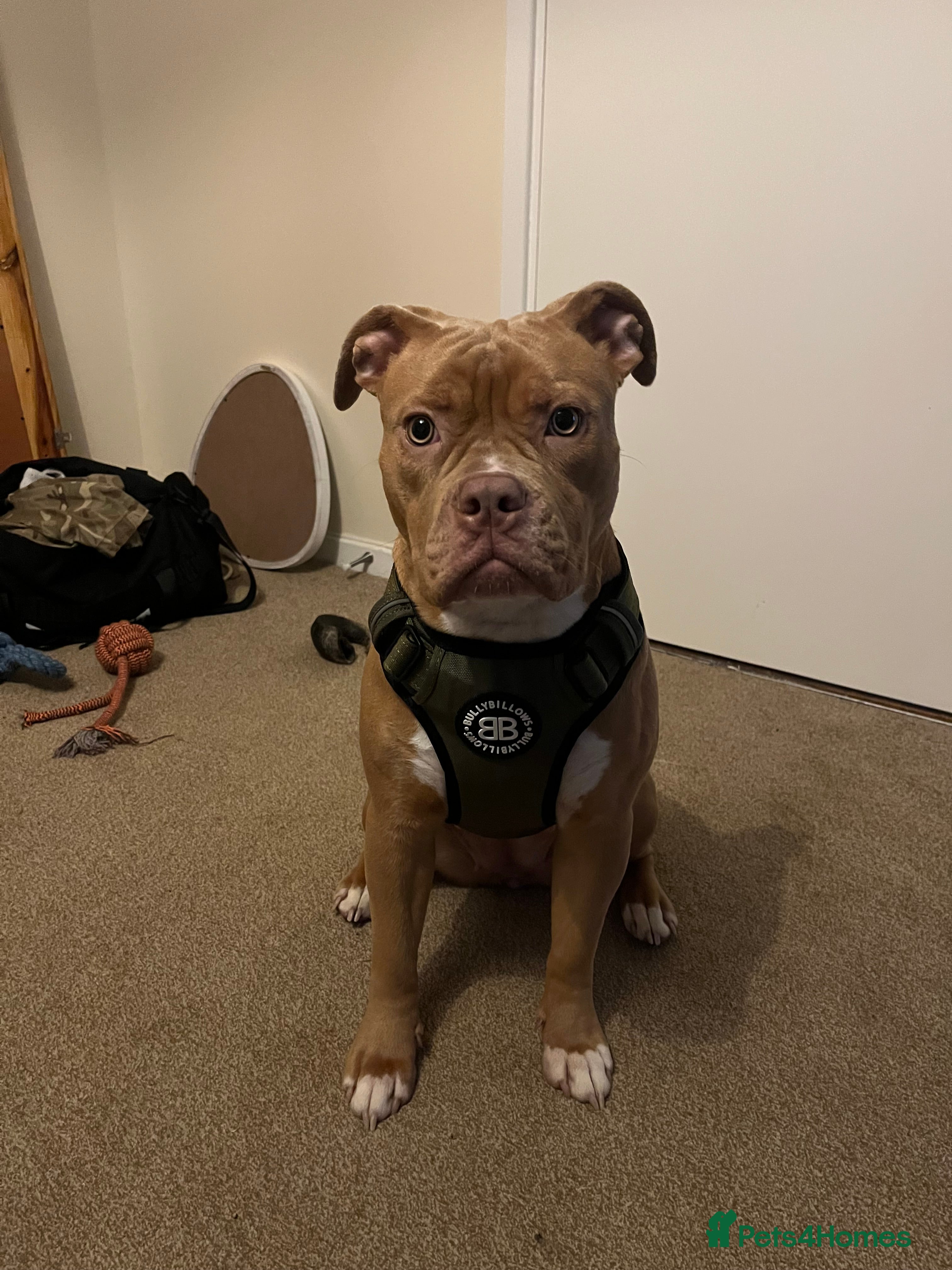 Mixed Breed dogs Zola olde English bulldog mixed pocket bully  - Advert 1