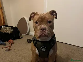 Mixed Breed dogs Zola olde English bulldog mixed pocket bully - Advert 12