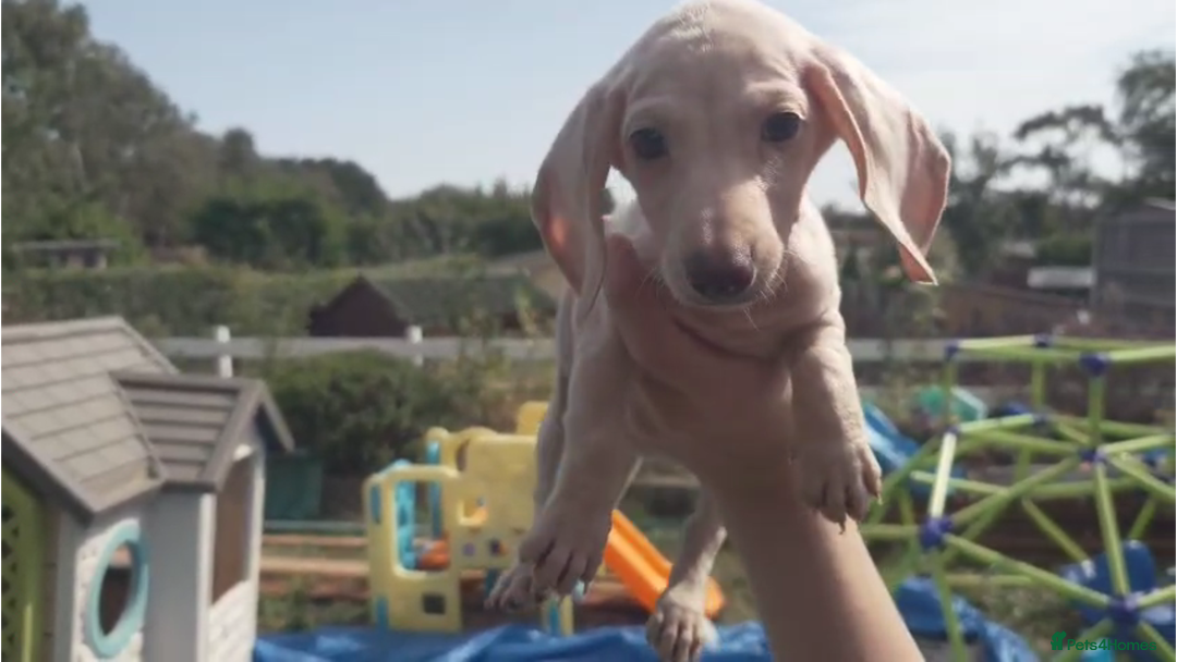 Miniature Dachshund dogs for sale: Miniature Cream Dachshund Puppies KC Reg   - Image 9