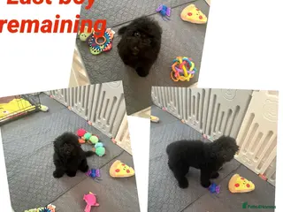 Cavapoo dogs Merlesque F1b fully trained male puppy - Advert 1