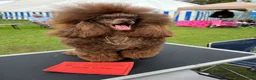 Toy Poodle dogs for sale: Adult Brown Toy Poodle Girl - Advert 2