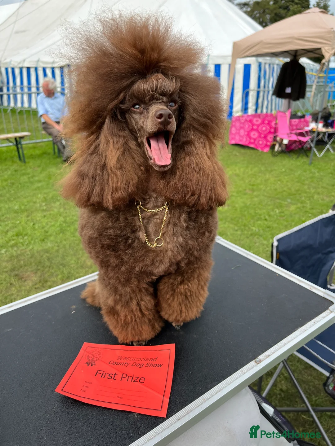 Toy Poodle dogs for sale: Adult Brown Toy Poodle Girl - Advert 2