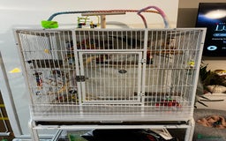 Parrots birds for sale: Quacker parrot  - Image 4