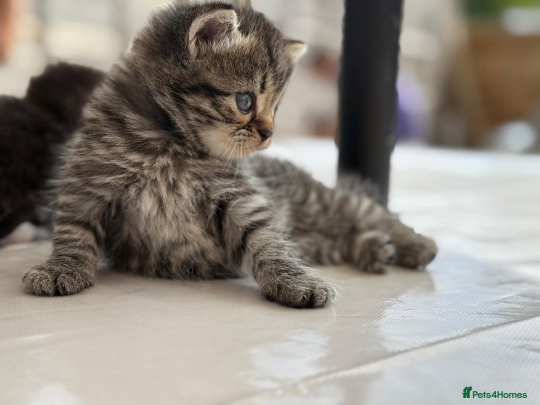 Persian cats for sale: 3 Stunning Female Kittens for Sale  - Image 6