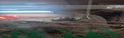 Tortoise reptiles for sale: Beautiful Horsefield tortoise 3 years old  - Advert 4