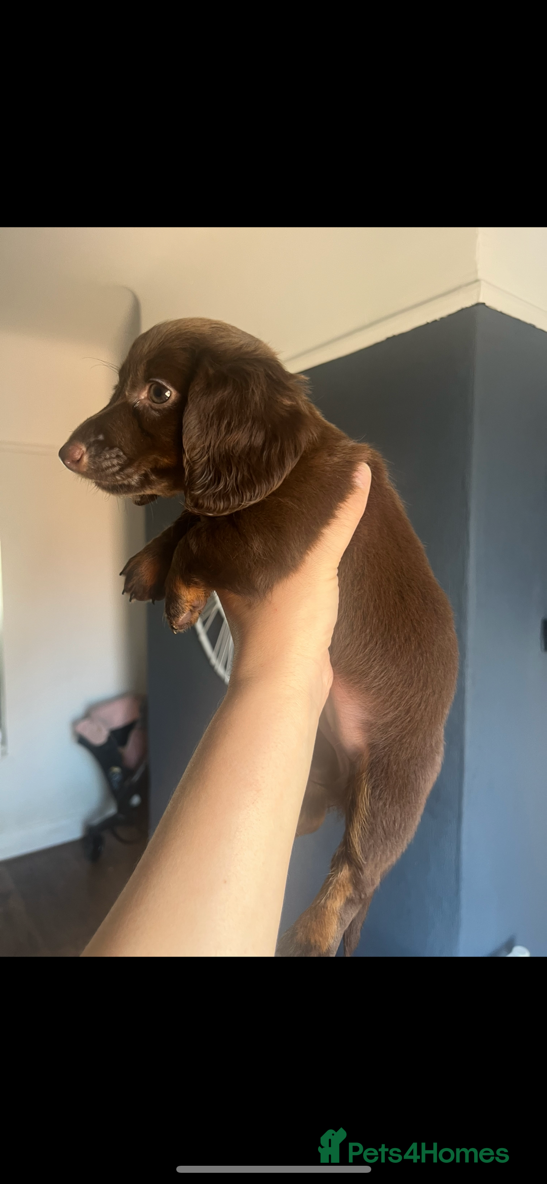 Miniature Dachshund dogs for sale: REDUCED KC miniature dachshunds READY TO LEAVE  - Image 5