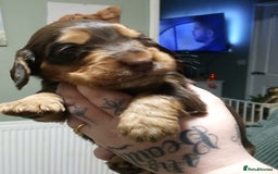 Cocker Spaniel dogs for sale: 1 beautiful cocker girl left ready to leave  - Advert 4