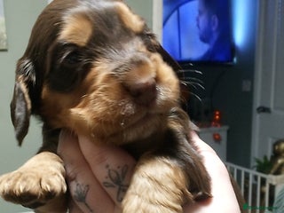 Cocker Spaniel dogs - Advert 29