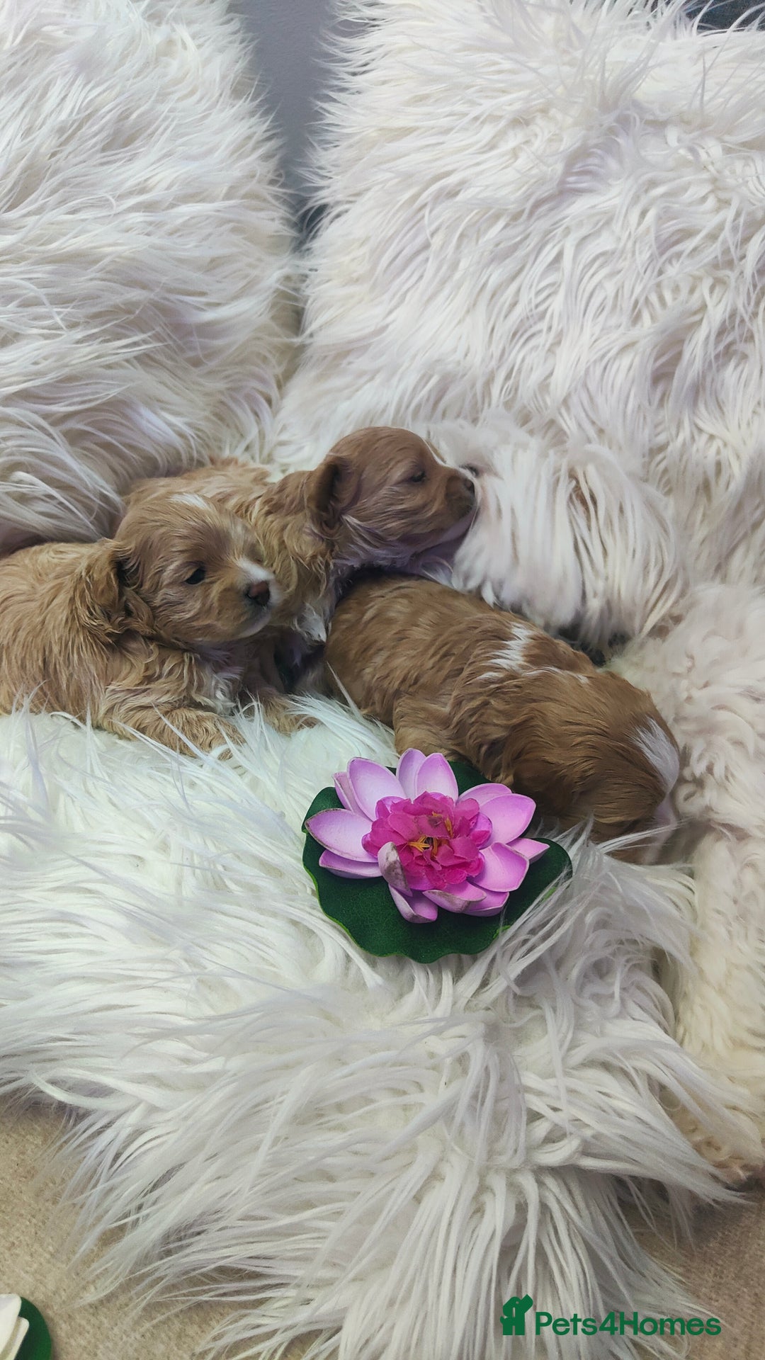Maltipoo dogs for sale: F1 Tiny Maltipoo Puppies  - Advert 4