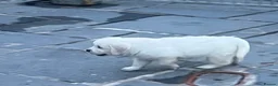 Golden Retriever dogs for sale: Little Polar Bear Puppies - Advert 14