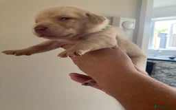 Labrador Retriever dogs for sale: LABRADOR PUPPIES - Image 11